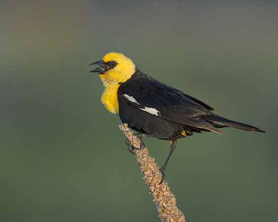 Yellow-headed Blackbird