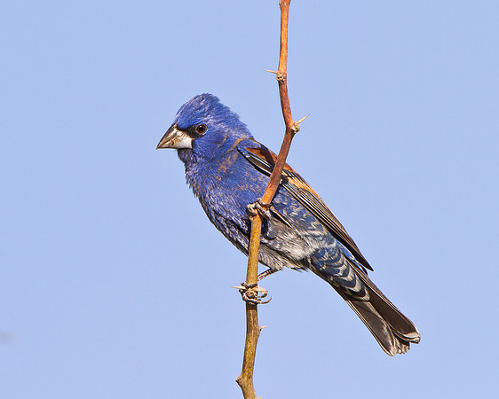 Blue Grosbeak