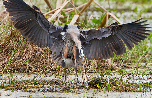 Great Blue Heron in battle with snake
