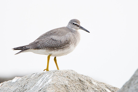 Wandering Tattler, winter plumage