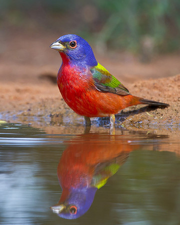 Painted Bunting