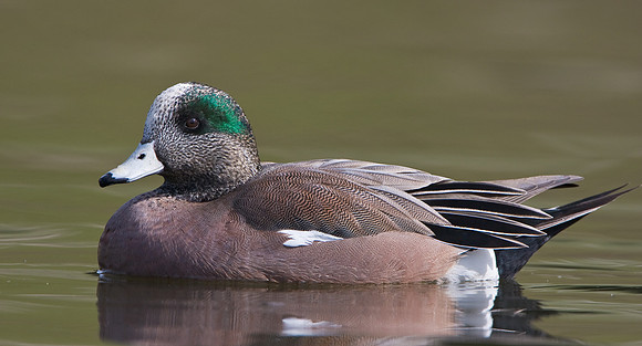 American Wigeon