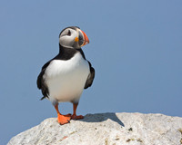 Atlantic Puffin