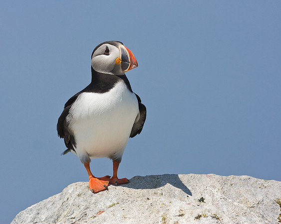 Atlantic Puffin