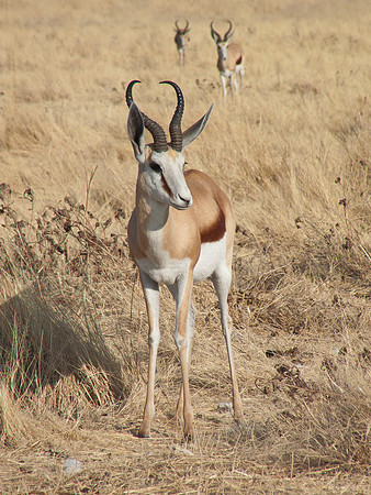 Springbok