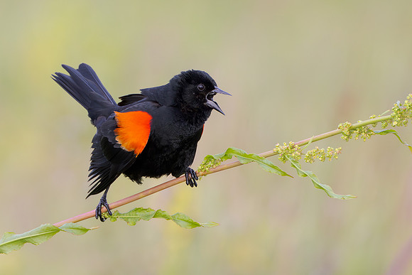 Red-winged Balckbird