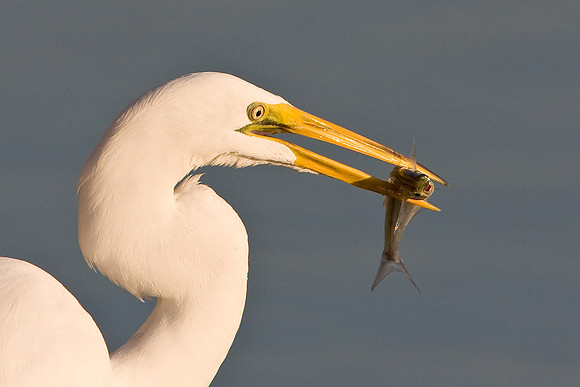 Great Egret