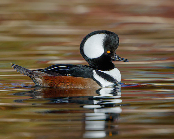 Hooded Merganser