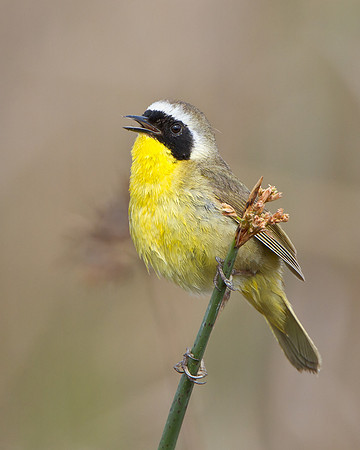 Common Yellowthroat