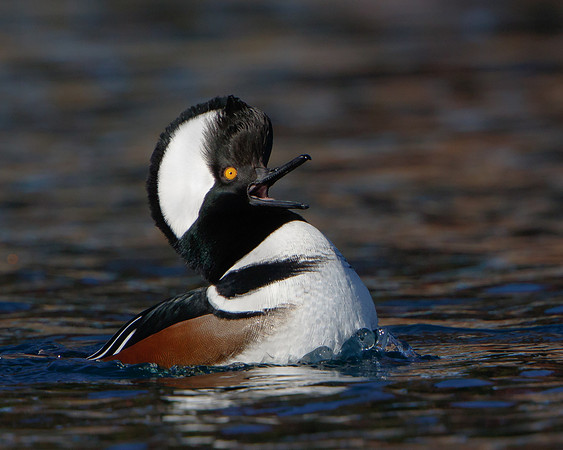Hooded Merganser, courtship display