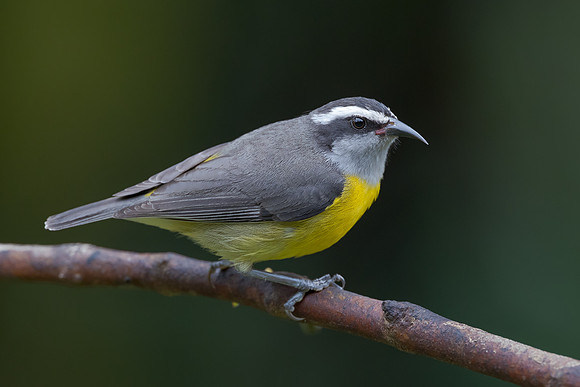 Bananaquit