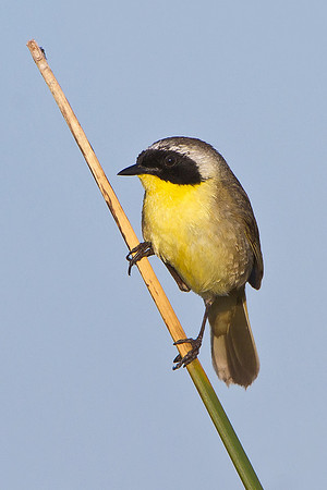 Common Yellowthroat