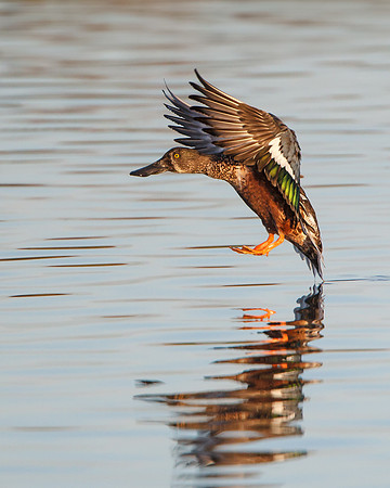 Northern Shoveler, male landing
