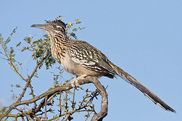 Greater Roadrunner