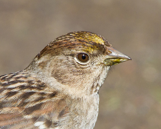 Golden-crowned Sparrow