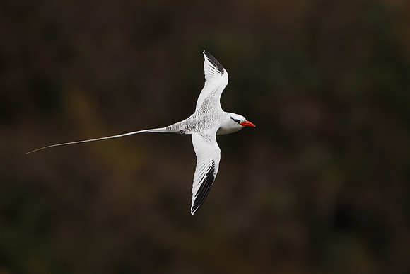 Red-billed Tropicbird