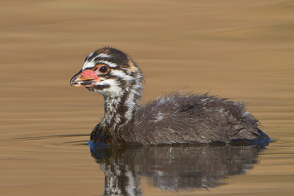 Pied-billed Grebe, juvenile
