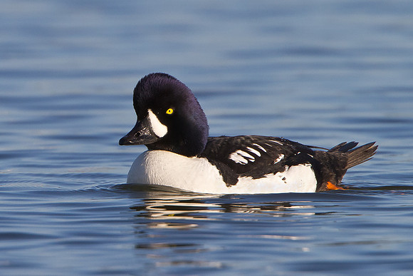 Barrow's Goldeneye, male