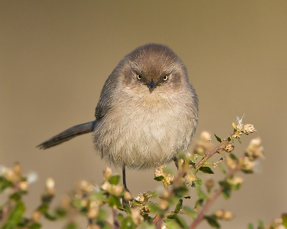 Bushtit