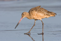 Marbled Godwit