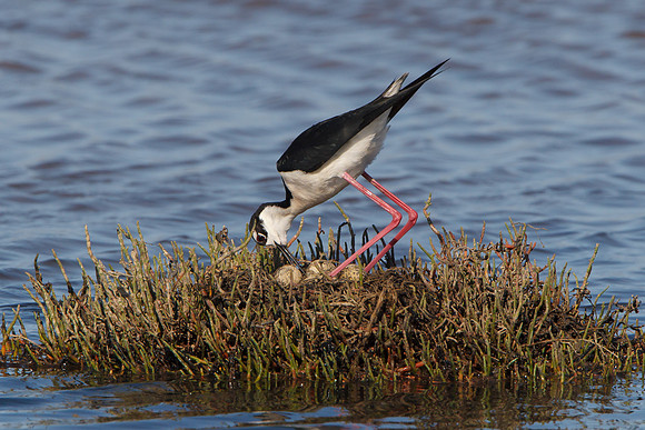 Black-necked Stilt, turning eggs