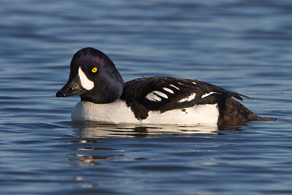 Barrow's Goldeneye, male