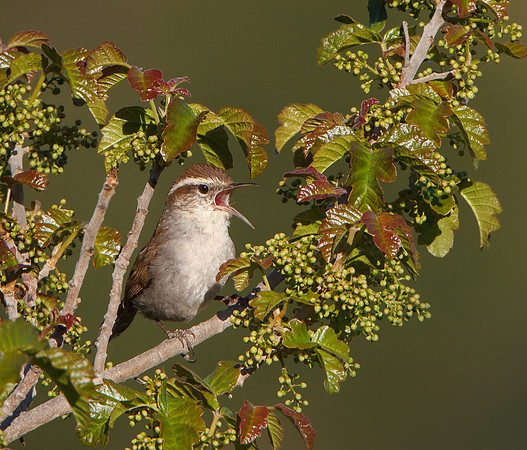 Bewick's Wren calling from within poison oak
