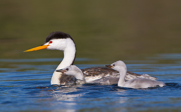 Clark's Grebe, with chicks