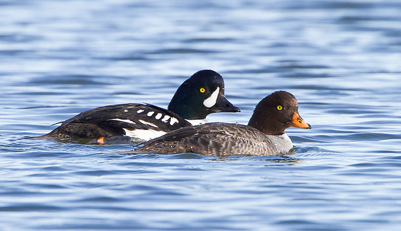 Barrow's Goldeneye, male & female