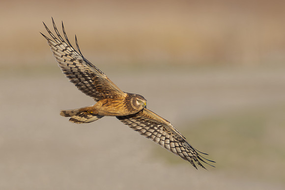 Northern Harrier