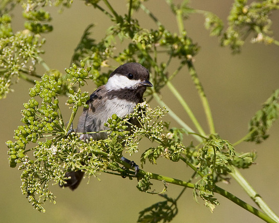 Chestnut-backed Chickadee