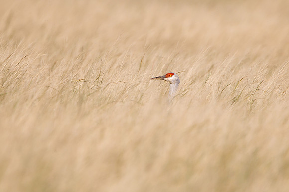 Sandhill Crane