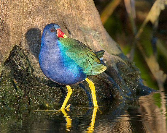 Purple Gallinule