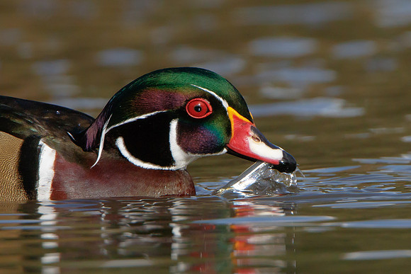 Wood Duck, with fish