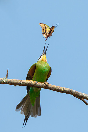 Blue-cheeked Bee-eater, tossing butterfly