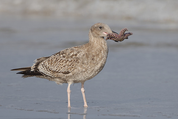 Western Gull, with sea star
