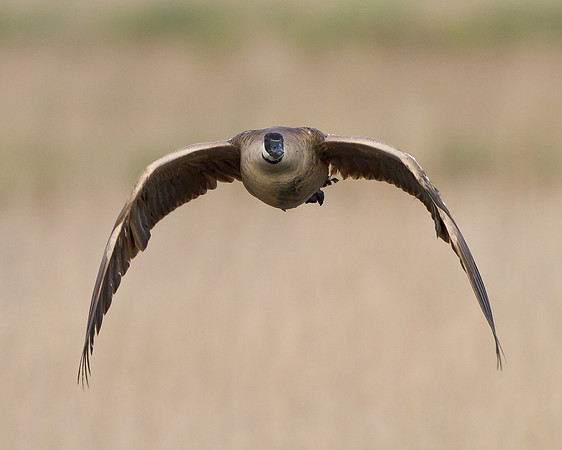 Canada Goose