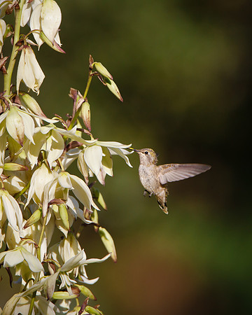 Anna's Hummingbird