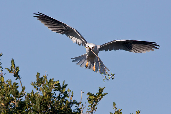 White-tailed Kite, with nesting material