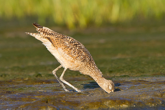 Long-billed Curlew