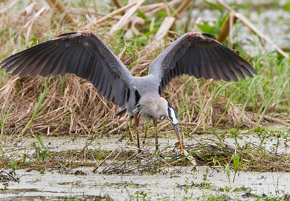 Great Blue Heron in battle with snake