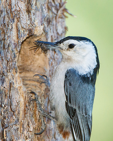 White-breasted Nuthatch, bringing food to the nest