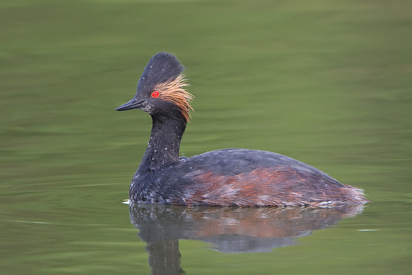 Eared Grebe