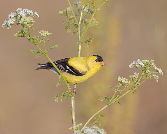 American Goldfinch