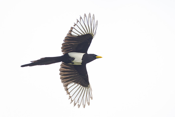 Yellow-billed Magpie