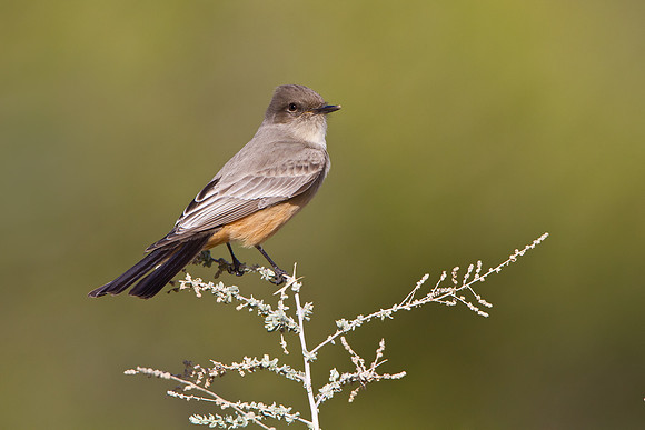 Say's Phoebe