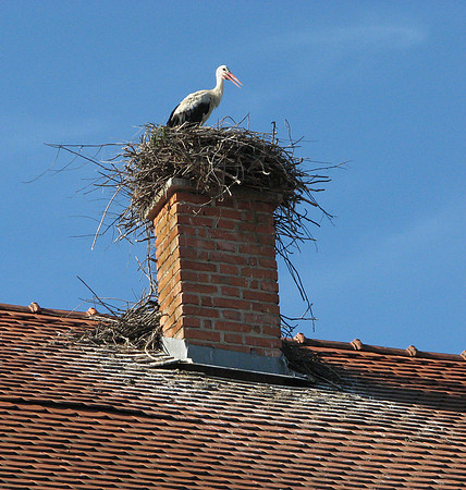 Stork nest atop home in Cigoc