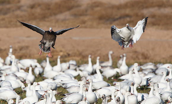 Snow Geese, dark and white morph, landing