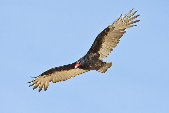 A Turkey Vulture circles overhead
