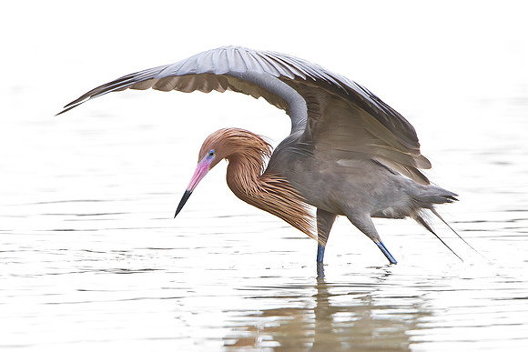 Reddish Egret, canopy feeding